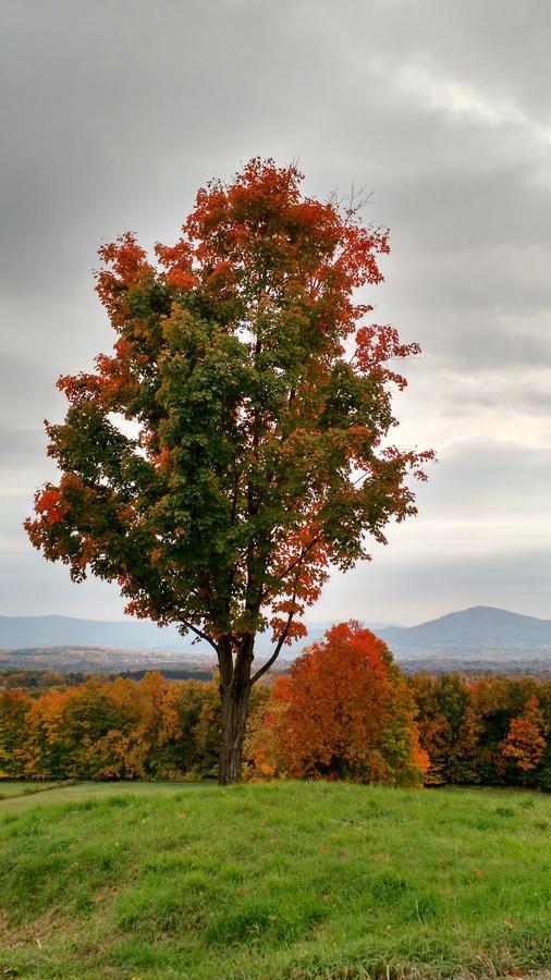 Meadowood Farm Bed and Breakfast Brattleboro Εξωτερικό φωτογραφία