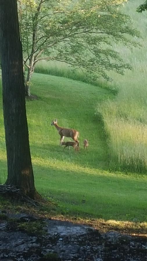 Meadowood Farm Bed and Breakfast Brattleboro Εξωτερικό φωτογραφία